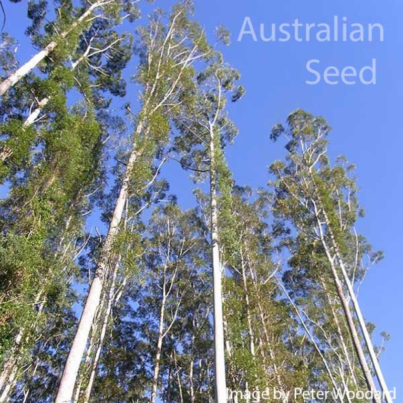 50 to 2,600 Fresh Seeds Eucalyptus grandis Select Quantity Rose Gum Tree